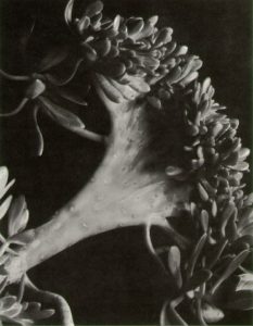 Fotografia de uma Planta Suculenta