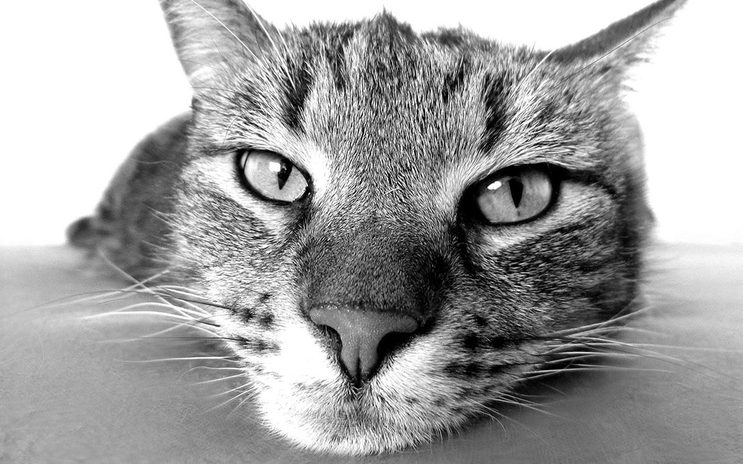 Sobre fotos preto e branco - Gato