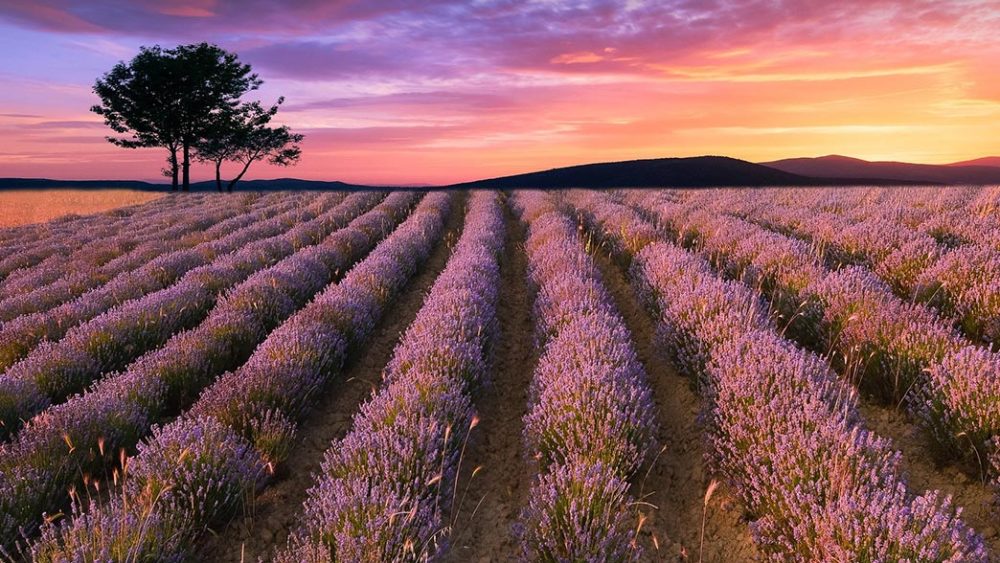 Trabalhando as Cores - Field