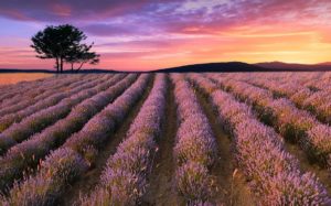 Trabalhando as Cores - Field