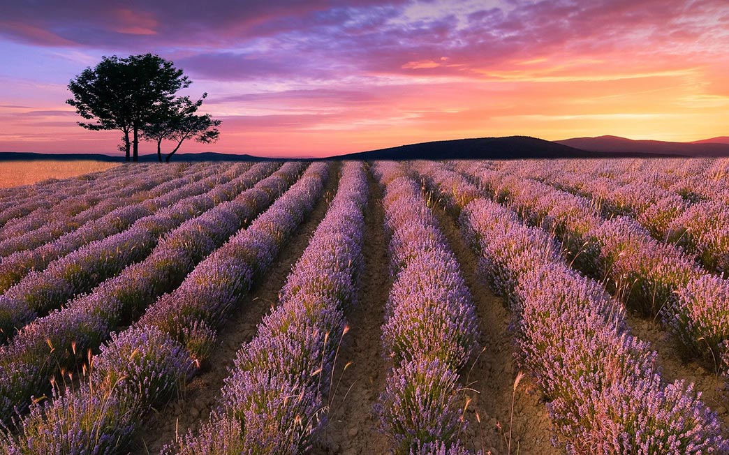 Trabalhando as Cores - Field